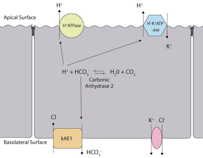 Type A intercalated cell