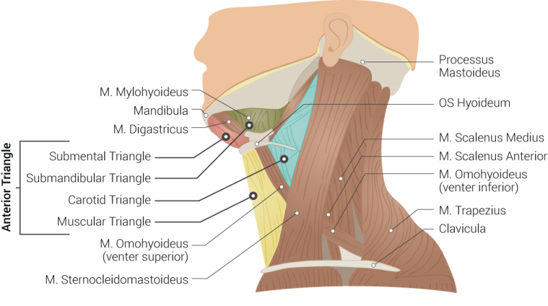 Anatomical diagram of anterior neck triangle