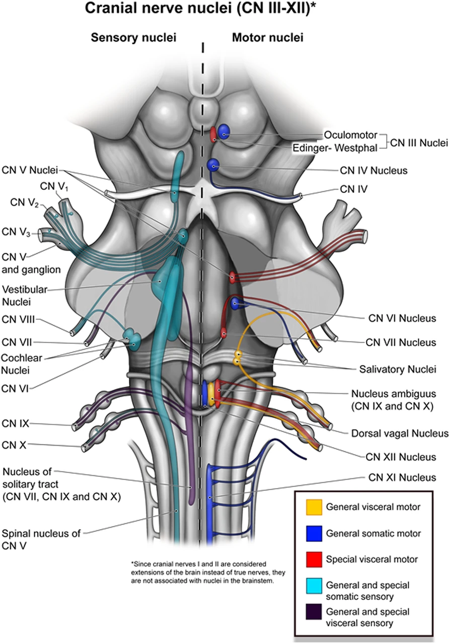 Brainstem nuclei