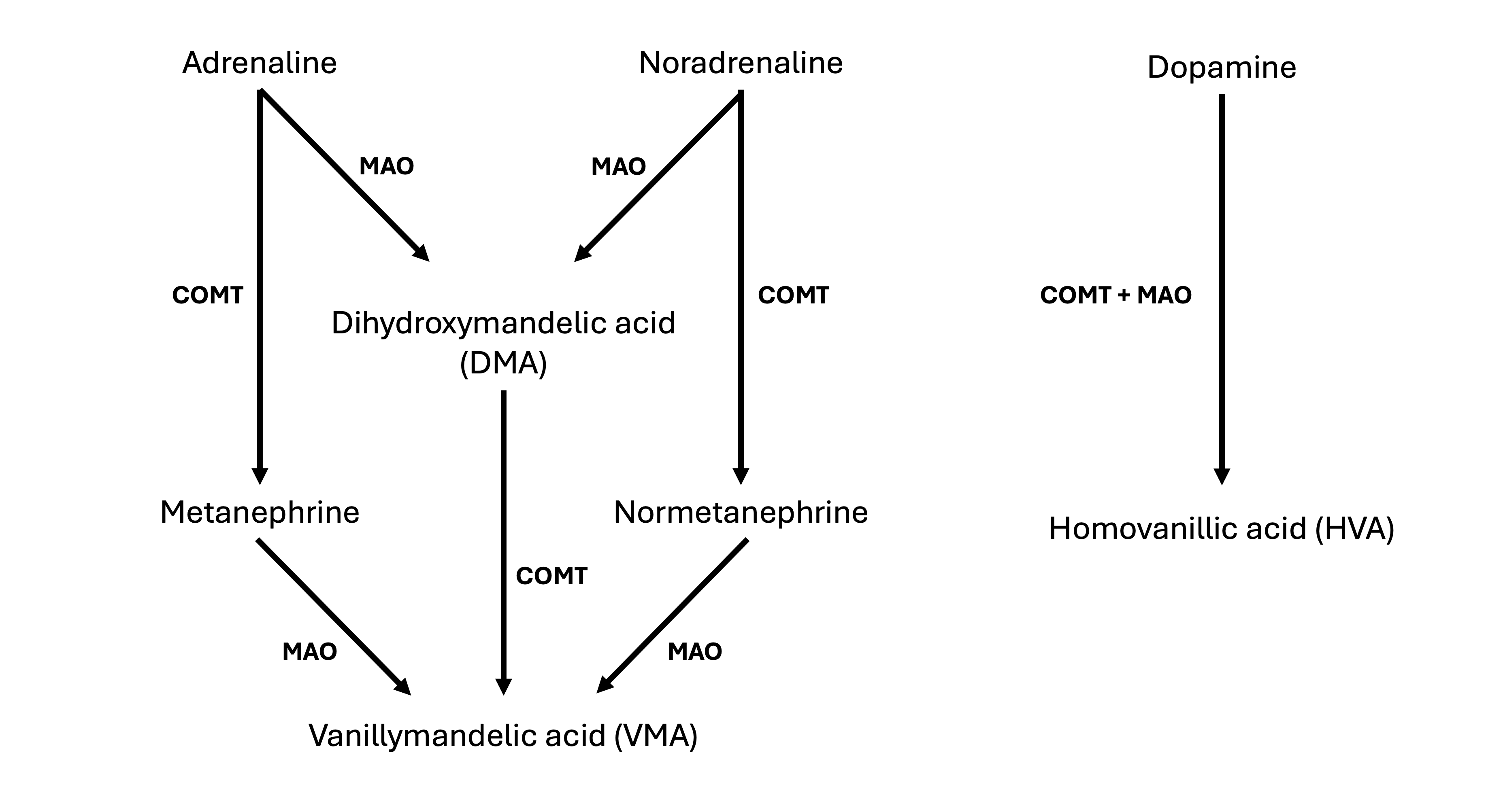 Catecholamine metabolism