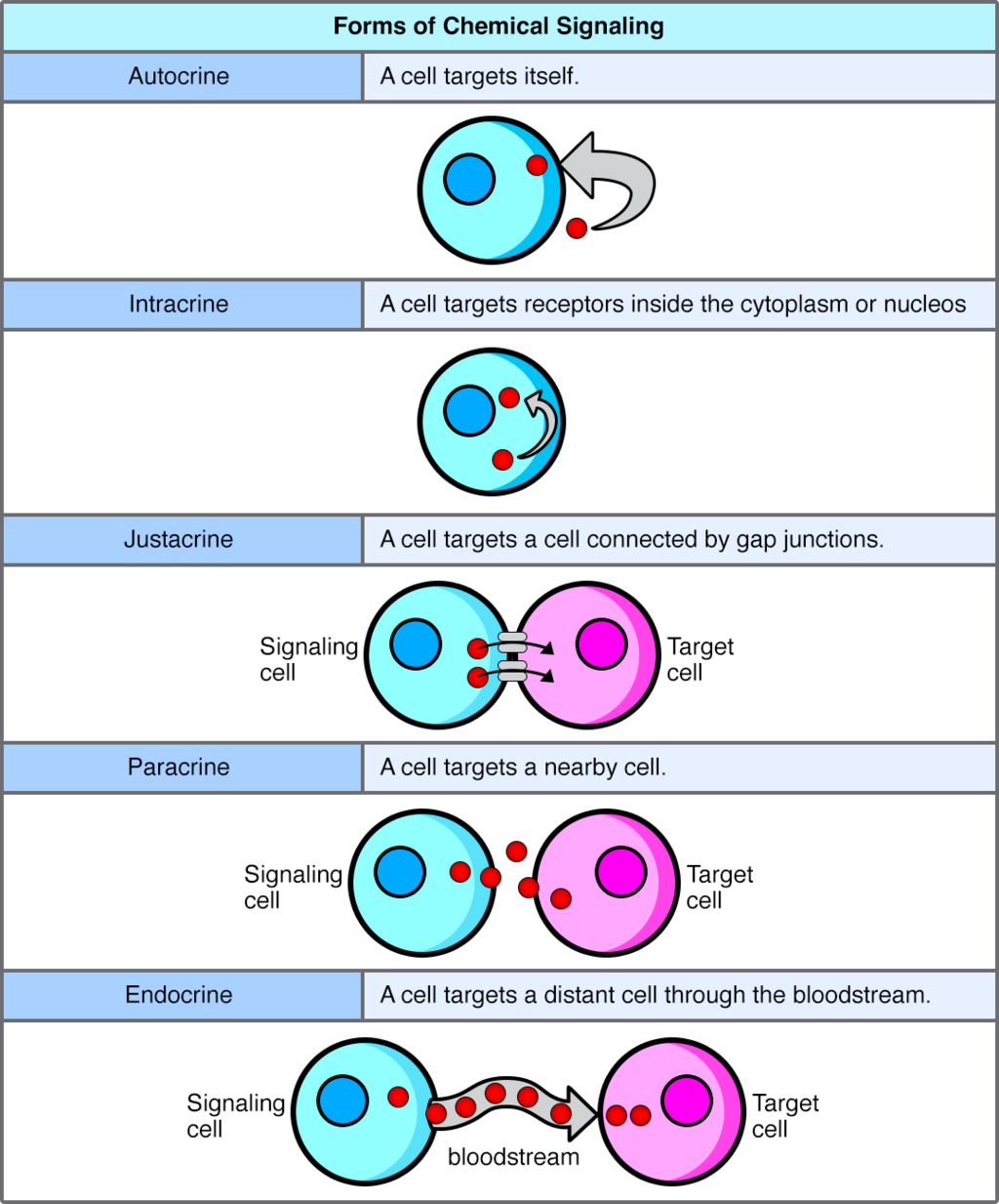 Forms of cell-cell signalling