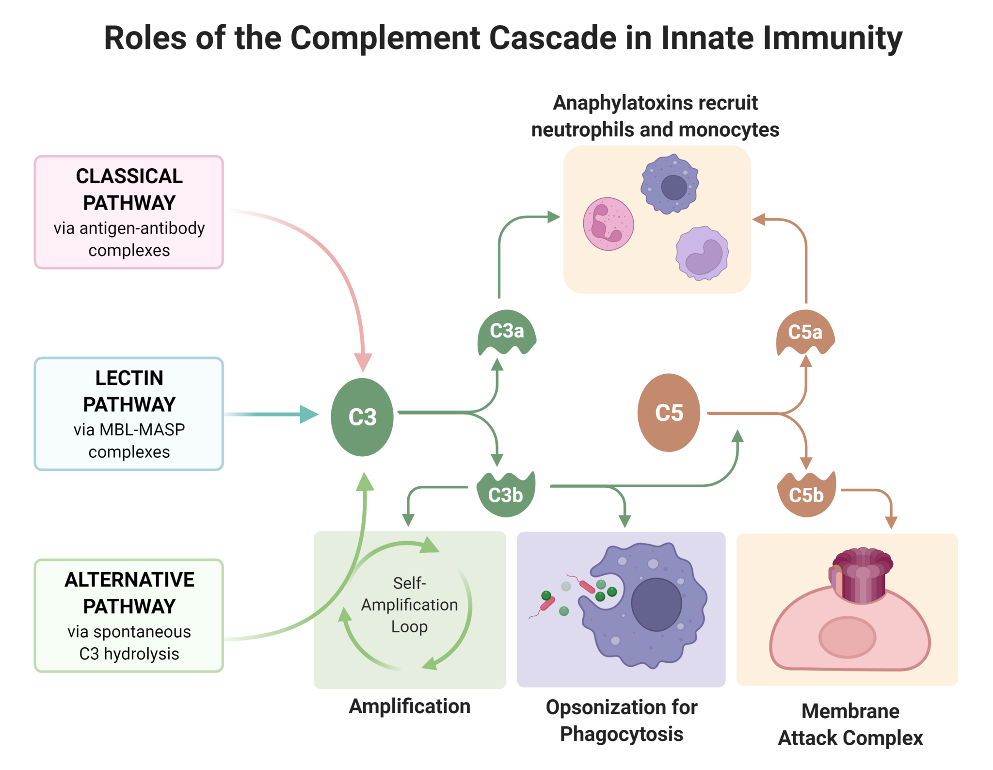 Complement overview