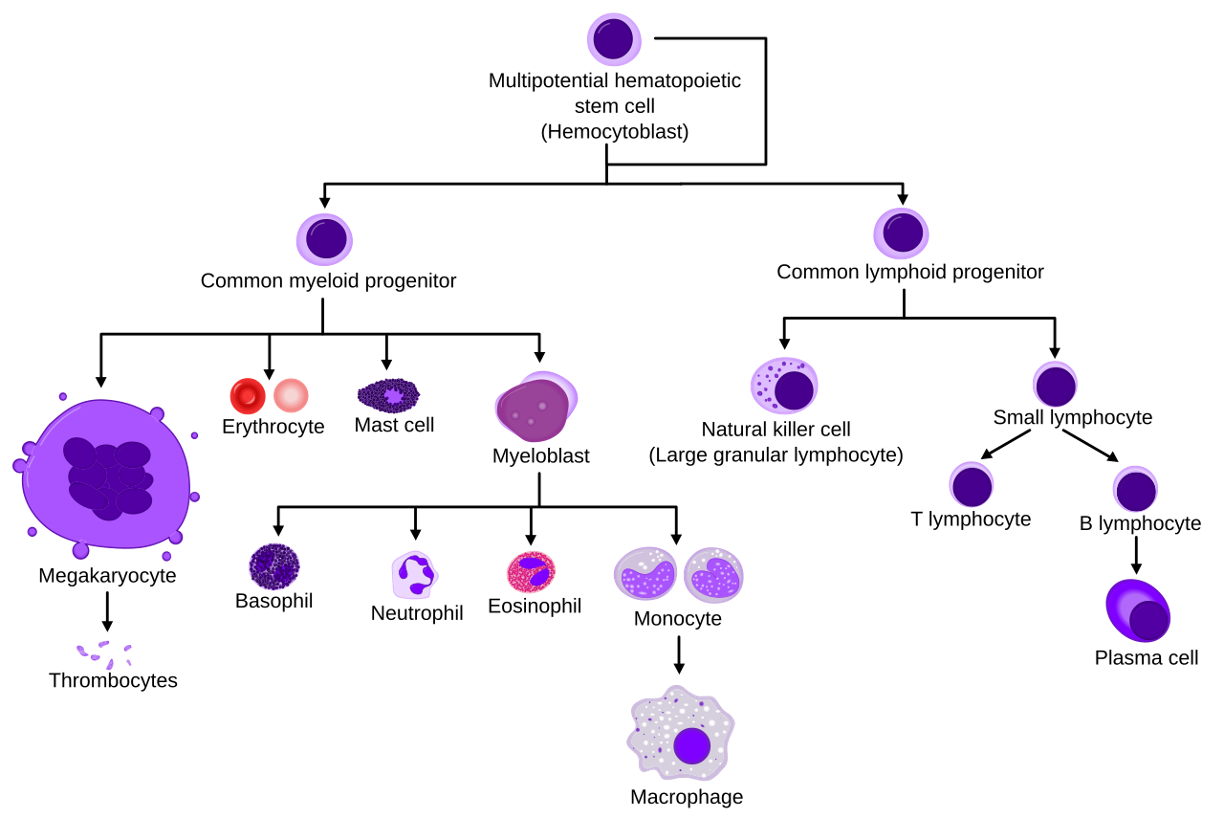 Haematopoiesis