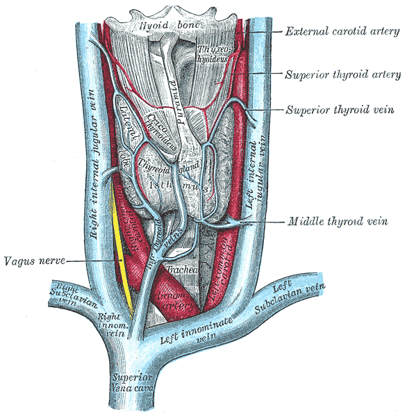 Anatomical diagram of the course of the IJV