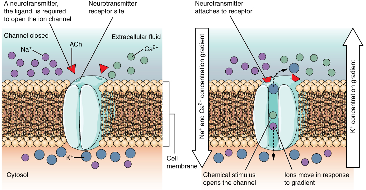 Diagram of a nicotinic receptor