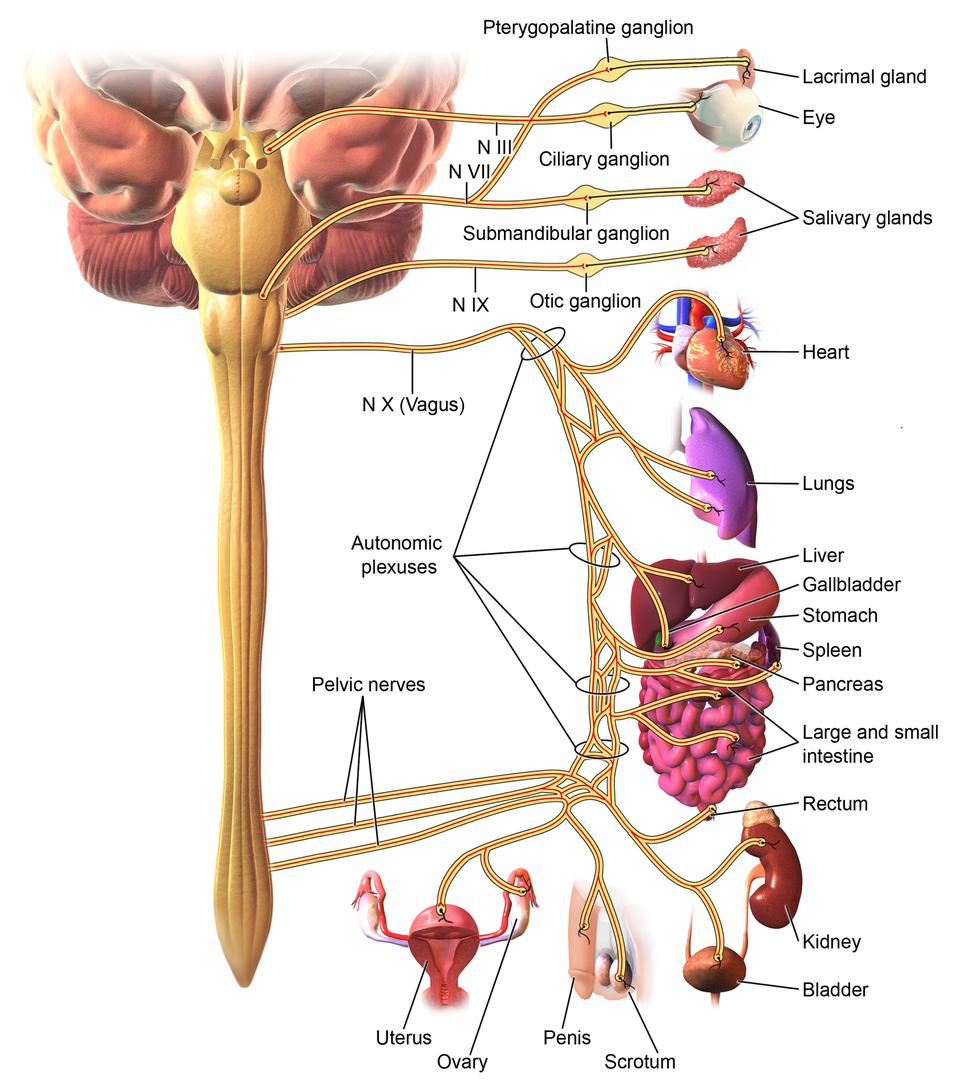 Innervation of the parasympathetic nervous system