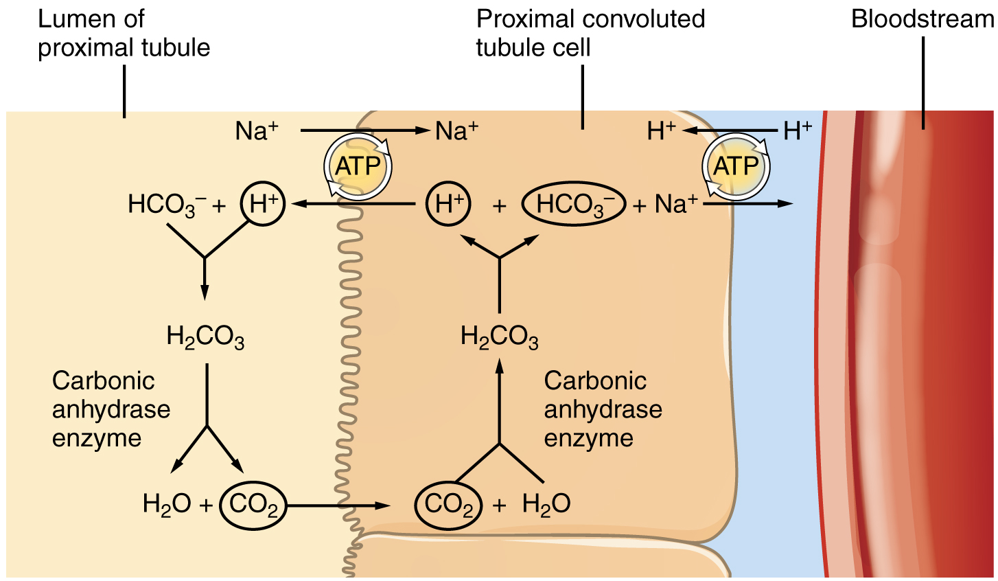 Bicarbonate reabsorption in the PCT