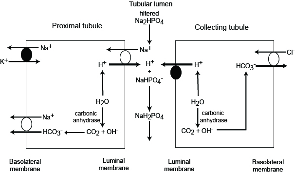 Phosphate buffer system