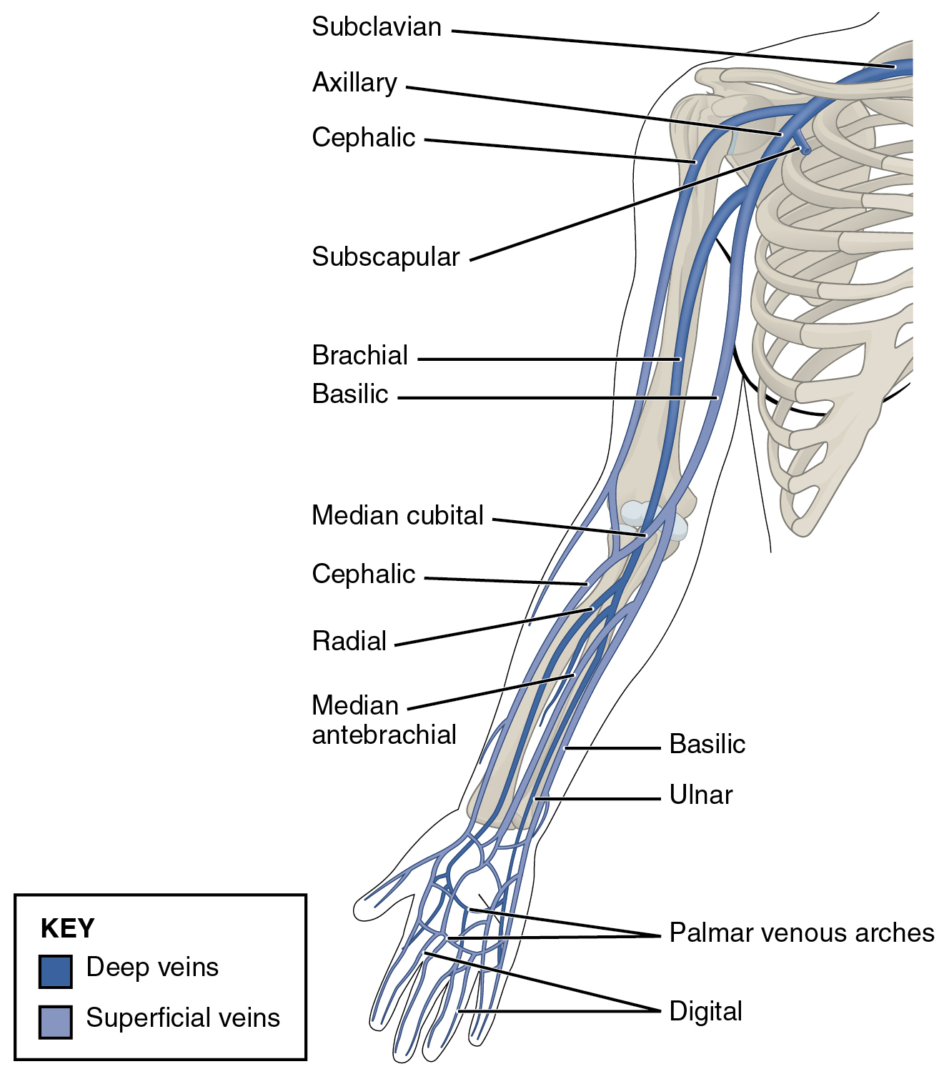 Origin of the subclavian vein