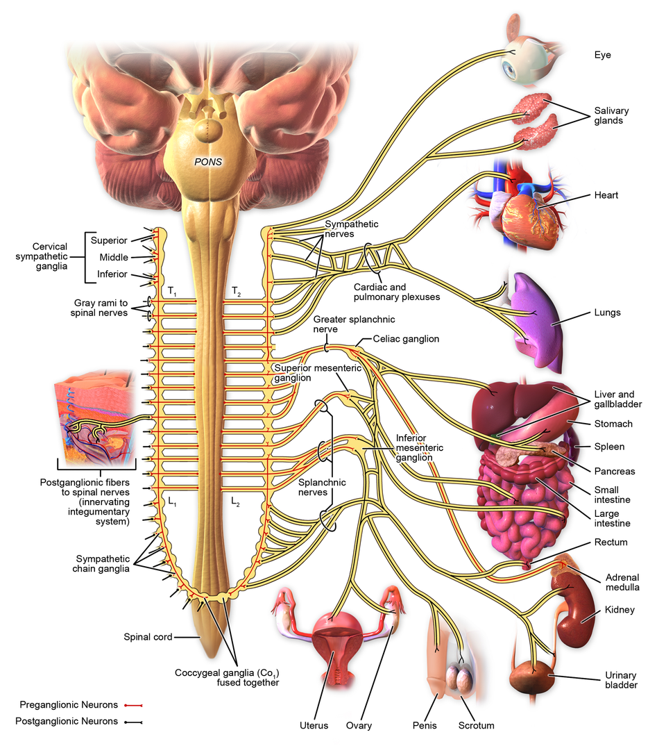 Innervation of the sympathetic chain