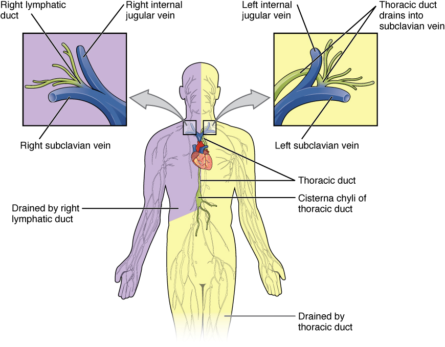 Thoracic and right lymphatic duct insertion into the subclavian veins