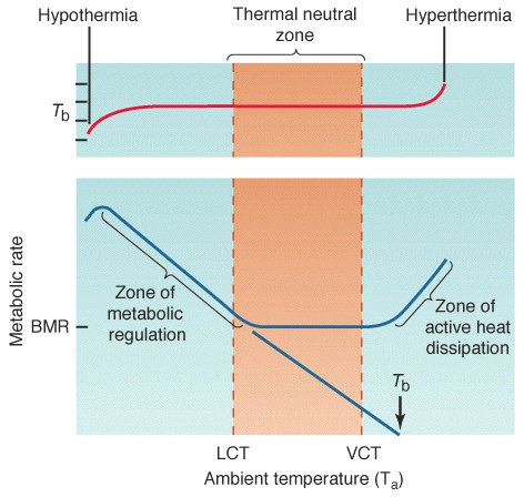 Thermoneutral zone